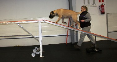 Ady agility 1.2011